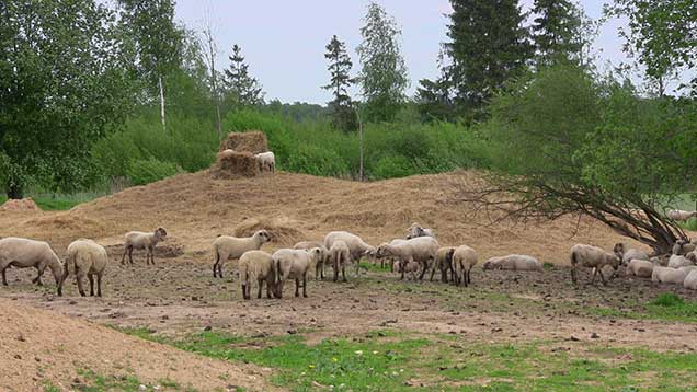 7 things you didn&rsquo;t know about farming in Latvia